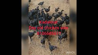 kadaknath chicks day old available 8106685617