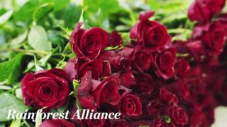 Kroger Sustainable Roses | Sustainability | Kroger