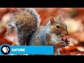 NATURE | A Squirrel's Guide to Success | Preview | PBS