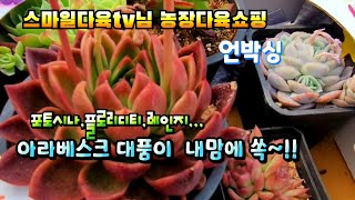 원정촬영중 스마일다육tv님농장에서 데려온다육이들(언박싱)아라베스크대품,레인지,플로리디티,포토시나succulents  plant 多肉植物