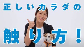 【犬 触り方】知らずにやっている人続出!? 犬に嫌われない触り方 | プロドッグトレーナー直伝