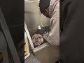 bath day for barkley u0026 blue 🐶🐶 bathday englishbulldog oldenglishbulldog tractorsupply