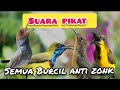 MP3/SUARA PIKAT SEMUA JENIS BURCIL ANTI ZONK