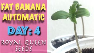 [ Day: 4 ] Fat Banana Automatic - Windowsill Grow 2020 | ROYAL QUEEN SEEDS