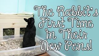 BudgetBunny: The Rabbits First Time In Their New Pens!