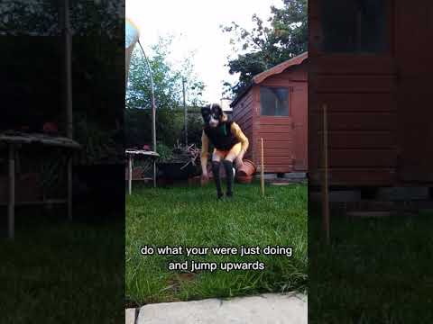 Quadrobics Jump Tutorial рџђѕ Youtube