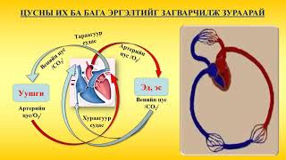 ХҮНИЙ ЦУСНЫ ЭРГЭЛТИЙН ЭРХТНИЙ ТОГТОЛЦОО VIII АНГИ