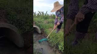 在农村的水沟捞鱼Fishing in ditches in the countryside #fishing #fish #fishtrip #lxmfamily  #satisfying #food