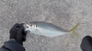 【fishing】どこにでもある堤防で尺アジ爆釣 アジング Japanese Horse mackerel fishing