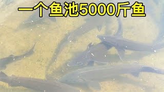 江西大叔深山養魚，建了10個養魚池年賺40萬，一起看看吧