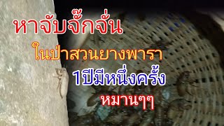 หาจับจั๊กจั่นในสวนยางพารา#หากินตามฤดูกาล #หาของกิน #หากินตามธรรมชาติ #ผึ้ง #ผึ้งโพรง #เกษตร #กบยิ้ม