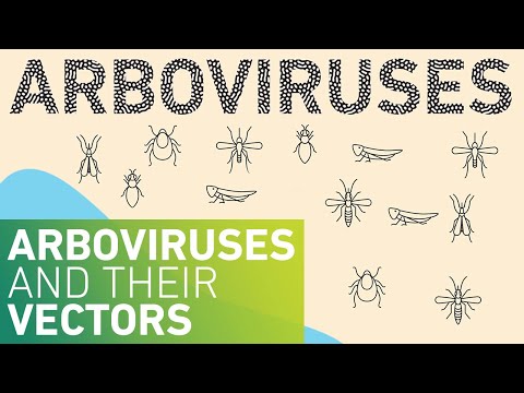 Which viruses are arboviruses?