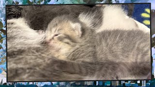 Foster Kitten Livestream (S14, E5, Part 2) - Jan 13, 2025