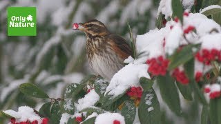 Nature Video: Redwing Birds in Winter Snow - British Garden