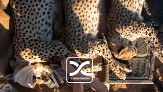 Panyame Cheetah Experience