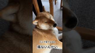 \\\\柴犬ロク//どこで寝てんねん😂人がいるところにいたくなる犬。そして眠たくなる犬🐕 #柴犬ロク #柴犬 #柴犬のいる暮らし #寝る #寝る犬 #寝方 #痛そう