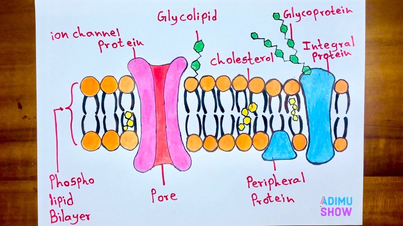 How To Draw And Label Cell Membrane Infoupdate Org