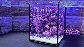 Cut out 20 cm of shallow water in which reef-building coral colonies grow. 