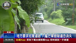 地方要求拓寬道路六龜芒果樹隧道恐消失