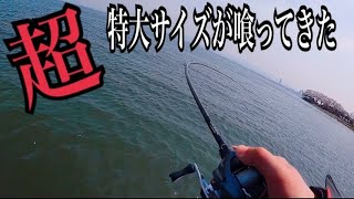 超特大がヒットした・・春 琵琶湖 バス釣り 南湖 / ランカーハウス ーながやんチャンネル