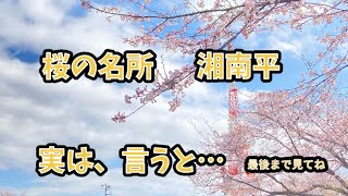 桜の名所　湘南の名所　夜景の名所　絶景の名所　そんな場所は、湘南平