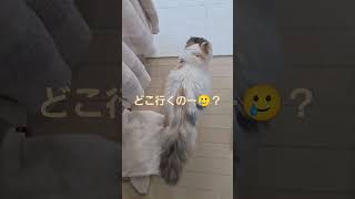 猫の行動ルーティン🐱❤️#スコティッシュフォールド折れ耳