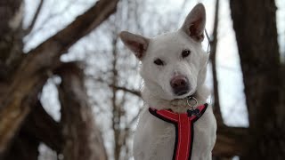 Метис БШО: наша дрессировка🔥🐾