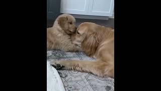 love between puppy & big dog #goldenretriever #dog #puppy #doglover #around-ME #shorts