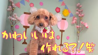 モモちゃんがかわいく大変身✂︎［兵庫ペット医療センター トリミング 尼崎 犬動画　］Happy dog glooming