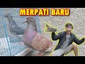 Merpati Baru Klabu | Burung Baru Dan Kandang Baru - Noris Casper