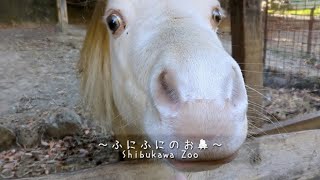 もちもちのお鼻【渋川動物公園】高級いちご大福!? ずっともにもにしていたいお馬さんのお鼻♡