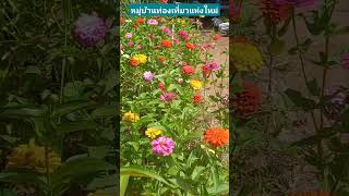 #บ้านปากลา #ท่องเที่ยว #ท่องเที่ยวทั่วไทย#แม่น้ำโขง#อุบลราชธานี #เรารักประเทศไทย #โขงเจียม #music