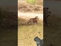 leopards stalk wild dog