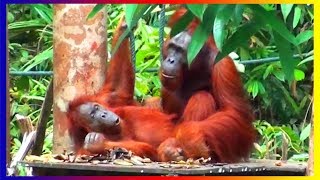 Bornean Orangutan Monkey Breeds Mating In Love And Training Around The World