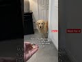 We are smarter than we are credit #fyp #shorts #cute #funny #goldenretriever