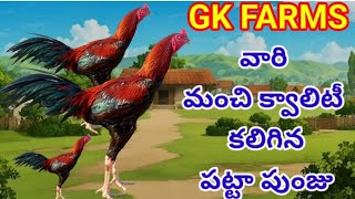 🥁🔥🐓💥మంచి క్వాలిటీ కలిగిన పట్టా పుంజు🔥💥🙏🐓 నెంబర్ :- 9652100504🔥🐓❤️‍🩹🏆🥁👍💥🙏💐