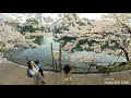 Insta360 ONE - Cherry Blossom in Tokyo