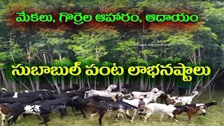 Goat \u0026 Sheep food Subabul plants Cultivation \u0026 Seeds Sale Part-8 | Subabul Cultivation Telangana