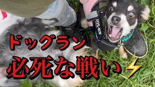 ドッグランで必死な抵抗！東京のオアシス公園！チワワ×ミニピンのミックス犬の子犬チワピン