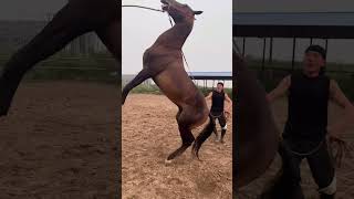 The Most Satisfying Equestrian Wild horses compilation of animal horse video #134