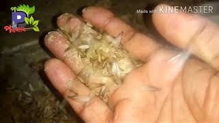 Termites swarm(উইপোকার ঝাক)