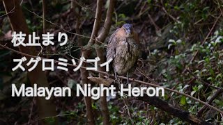 【枝止まり】ズグロミゾゴイ Malayan Night Heron