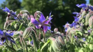 Harvesting History Herbs - Borage