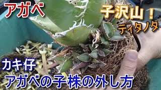 【アガベ】チタノタの仔株の外し方。アガベのカキ仔と根の整理【Agave】【サボテン】【多肉植物】【園芸】