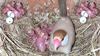 fown java white java silver java finches 150 pair for sale