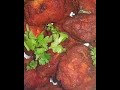 💢👍சிக்கன் 65🐔 chicken 65🐔 spicy 😍and tasty😋👌