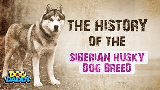 The History of The Siberian Husky Dog Breed