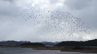 トモエガモの乱舞20231217米子水鳥公園DSCN6290