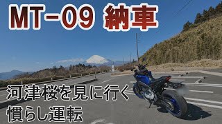 【新車納車】MT-09納車\u0026河津桜慣らし運転【桜番外編】