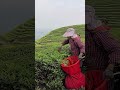 early morning picking tender spring tea